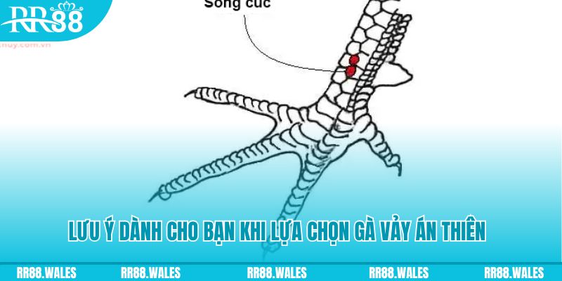 tr88 bet how to play roulette at casino