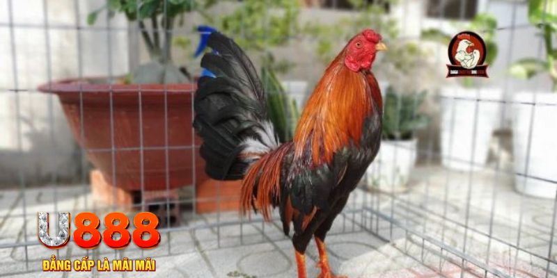 tr88 bet nổ hũ chơi như thế nào