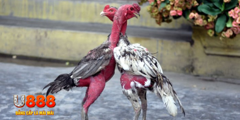 tr88 bet bàn cầu điểm số tay trước trong baccarat là gì